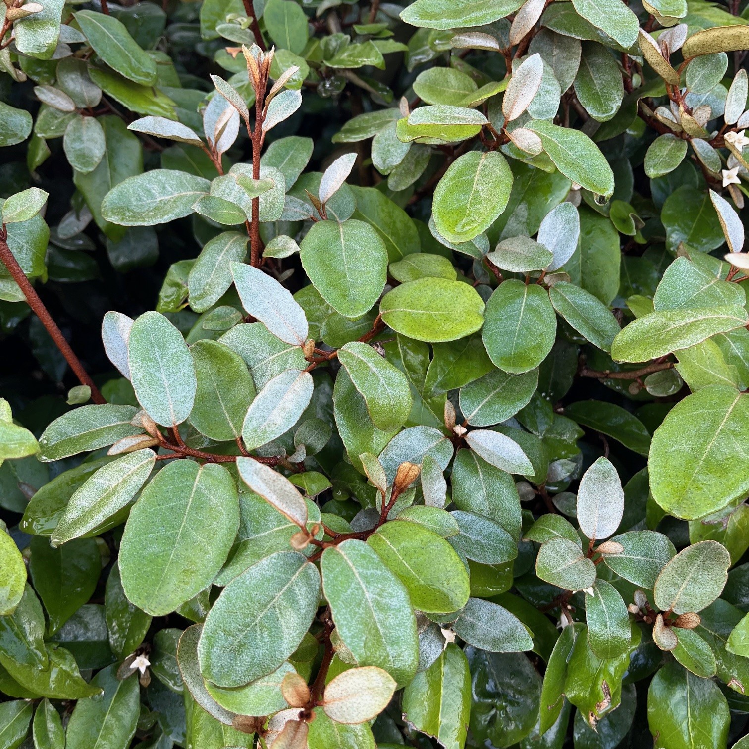 ELAEAGNUS EBBINGEI - Afbeelding 2