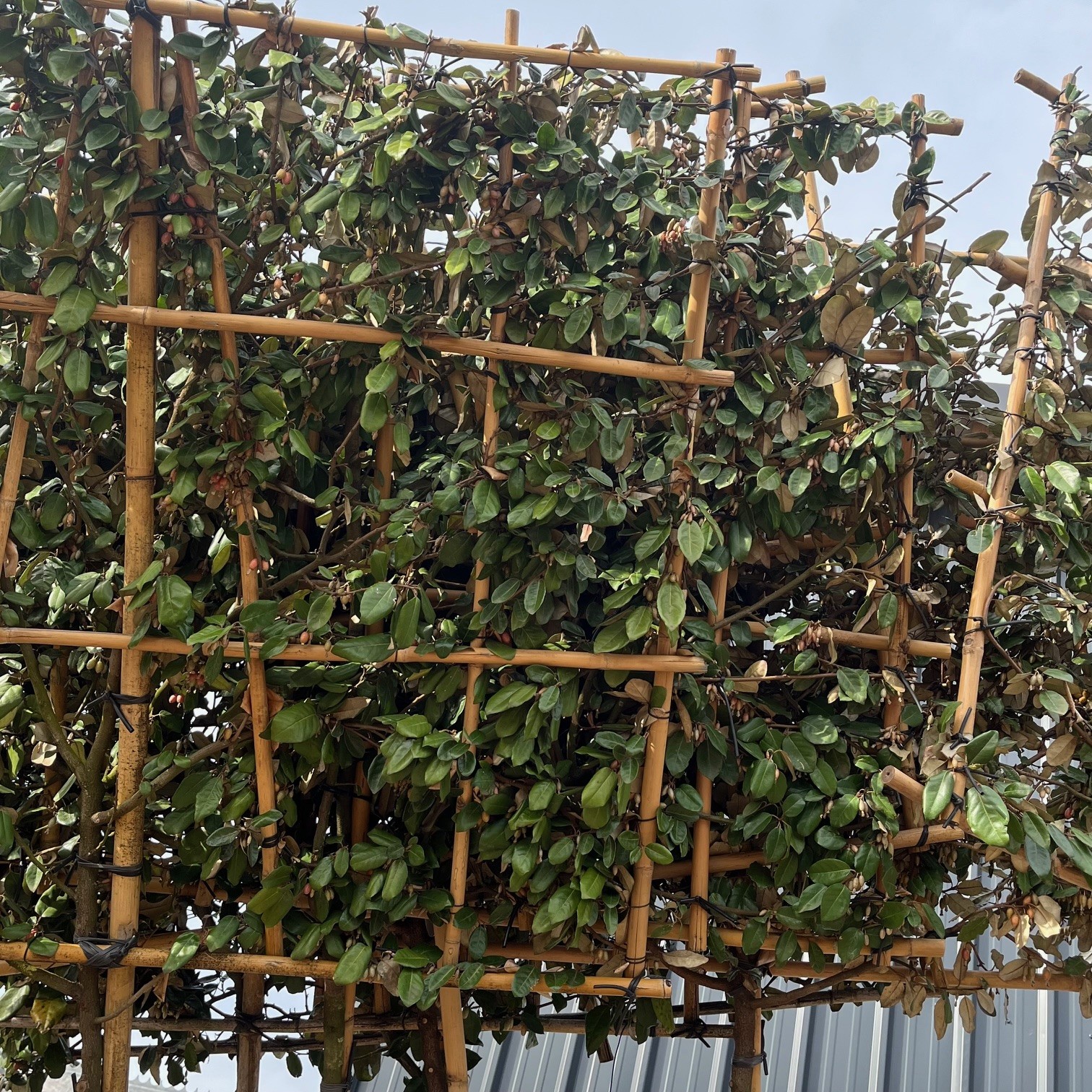 ELAEAGNUS EBBINGEI