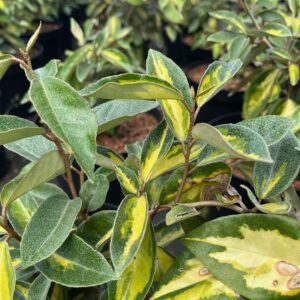 ELAEAGNUS EBBINGEI 'LIMELIGHT'