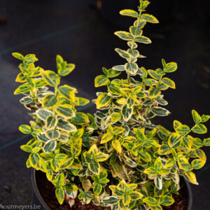 EUONYMUS FORTUNEI 'EMERALD 'N GOLD'