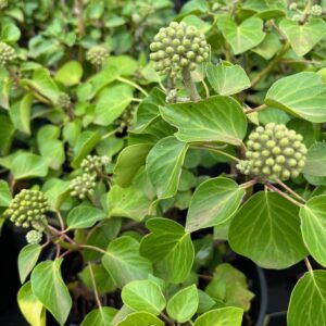 HEDERA HELIX 'ARBORI COMPACT'