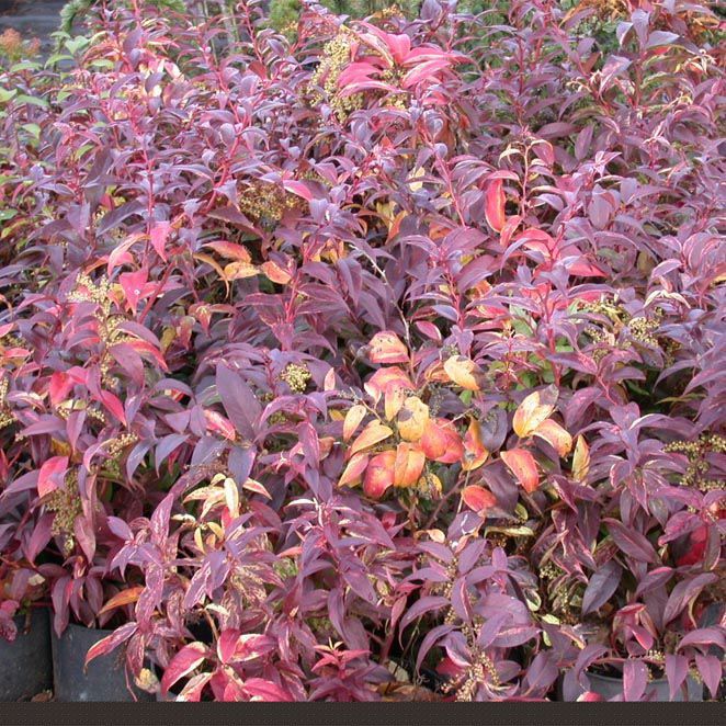 LEUCOTHOE 'ZEBLID' - Afbeelding 2