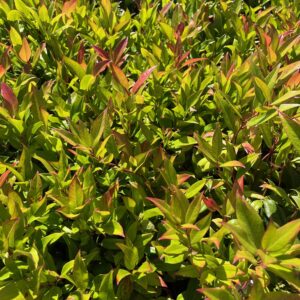 LEUCOTHOE 'ZEBLID'
