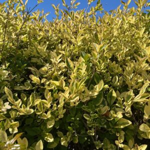 LIGUSTRUM OVALIFOLIUM 'AUREUM'