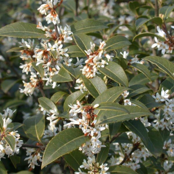 OSMANTHUS BURKWOODII - Afbeelding 3