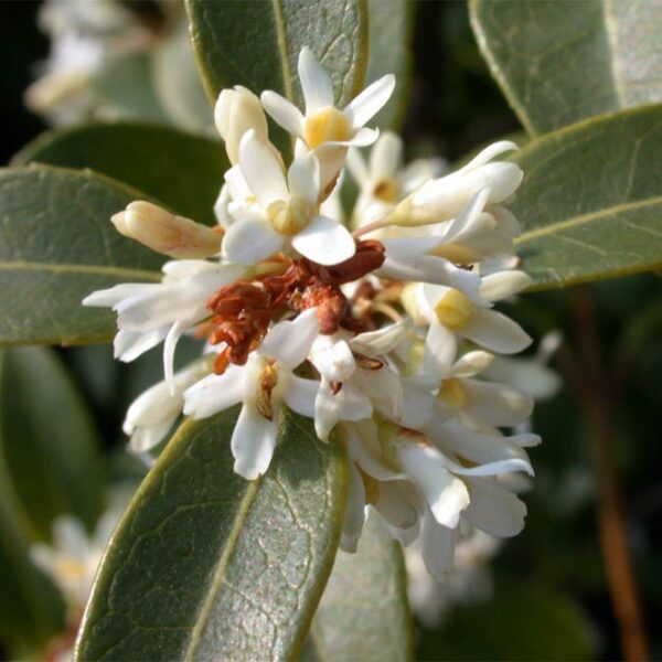 OSMANTHUS BURKWOODII - Afbeelding 2