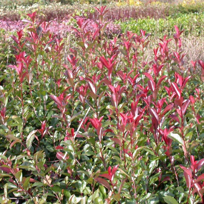 PHOTINIA FRASERI 'RED ROBIN' - Afbeelding 3