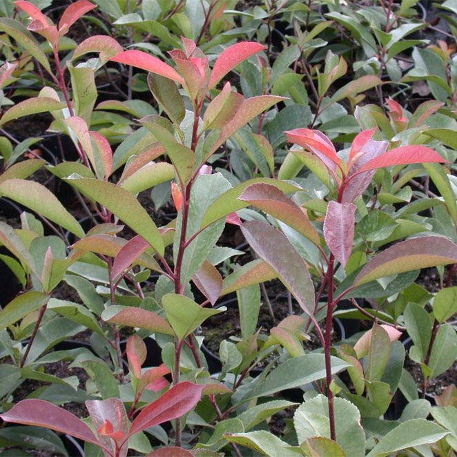 PHOTINIA FRASERI 'RED ROBIN' - Afbeelding 4