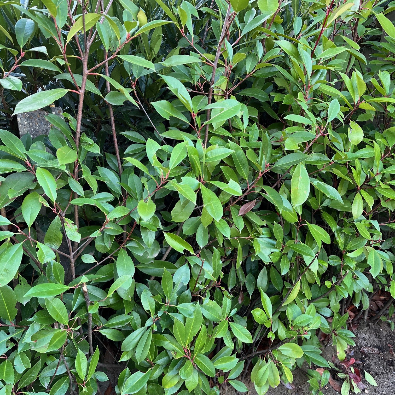PHOTINIA FRASERI 'RED ROBIN'