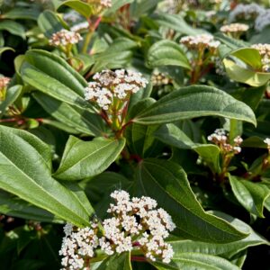 VIBURNUM DAVIDII