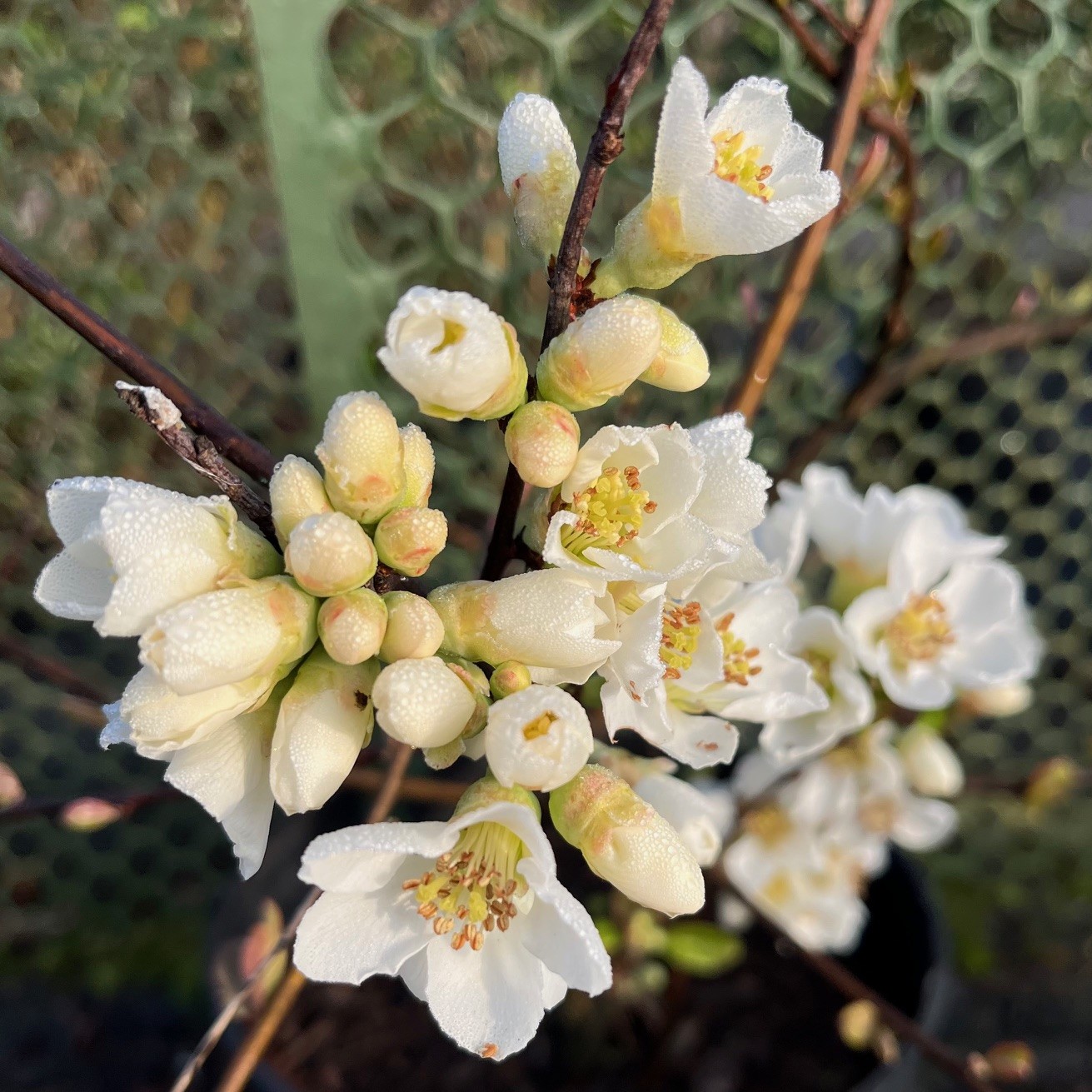 CHAENOMELES SPECIOSA 'NIVALIS'