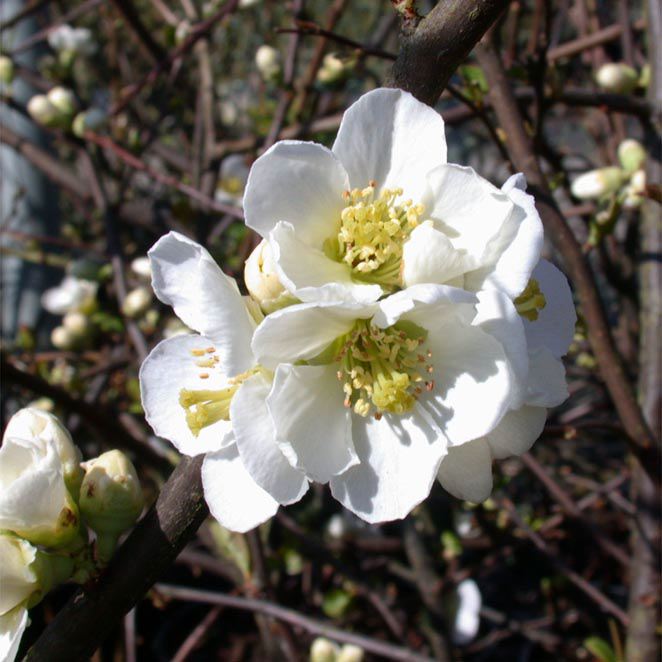 CHAENOMELES SPECIOSA 'NIVALIS' - Afbeelding 4