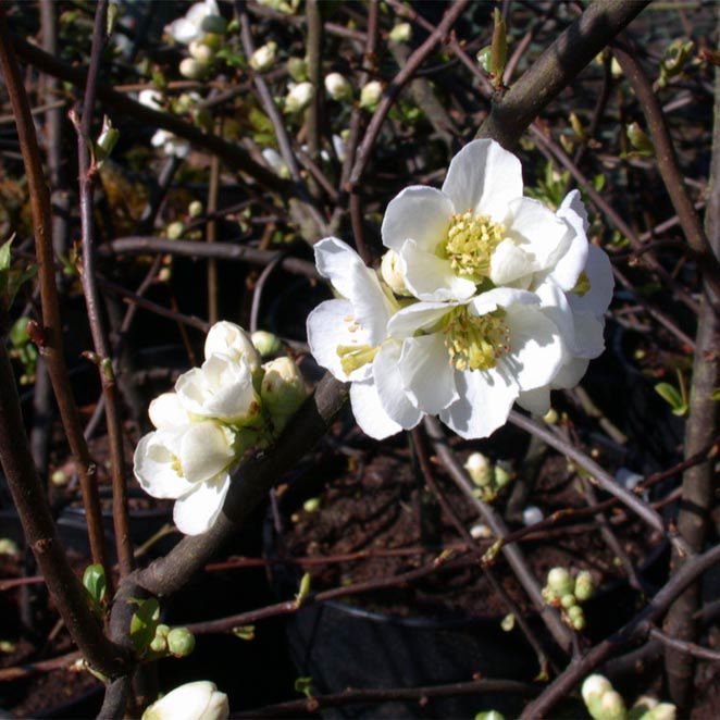 CHAENOMELES SPECIOSA 'NIVALIS' - Afbeelding 3