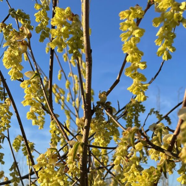 CORYLOPSIS SPICATA - Afbeelding 4