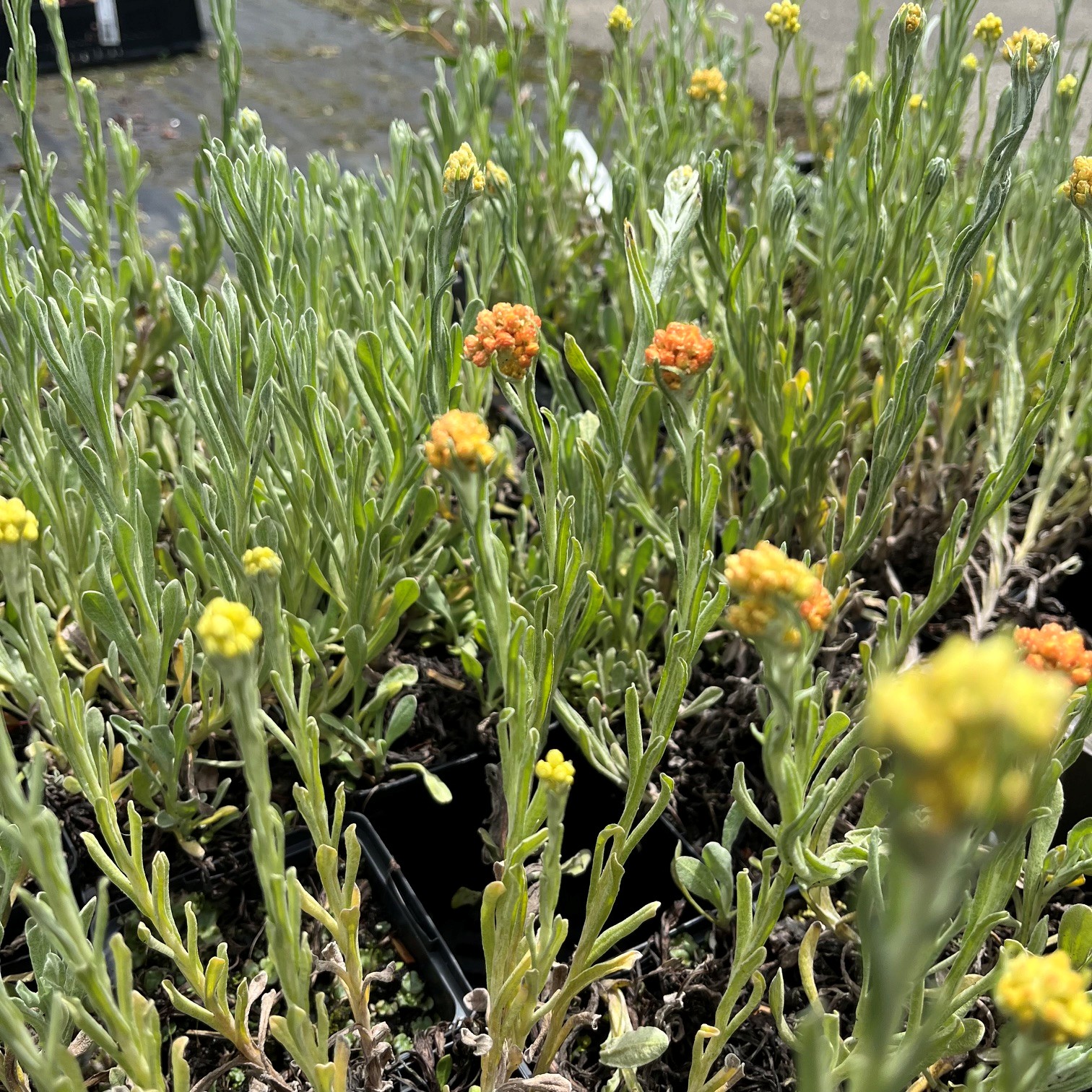 HELICHRYSUM ITALICUM - Afbeelding 4