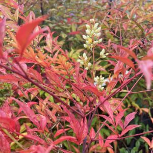 NANDINA DOMESTICA 'RICHMOND'
