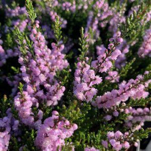 CALLUNA VULGARIS 'RADNOR'