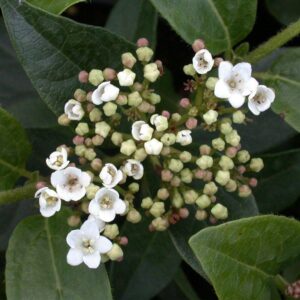 VIBURNUM TINUS 'GWENLLIAN'