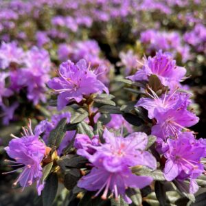 RHODODENDRON IMPEDITUM 'SELECT'
