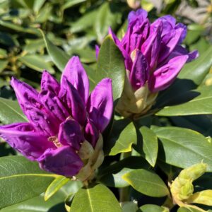RHODODENDRON 'CATAWBIENSE BOURSAULT'