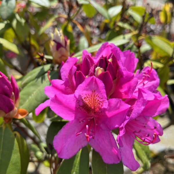 RHODODENDRON 'DELTA'
