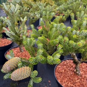 ABIES KOREANA 'SILBERLOCKE'