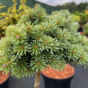 ABIES KOREANA 'BLAUER ESKIMO'
