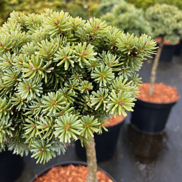 ABIES KOREANA 'BLAUER ESKIMO' - Afbeelding 2