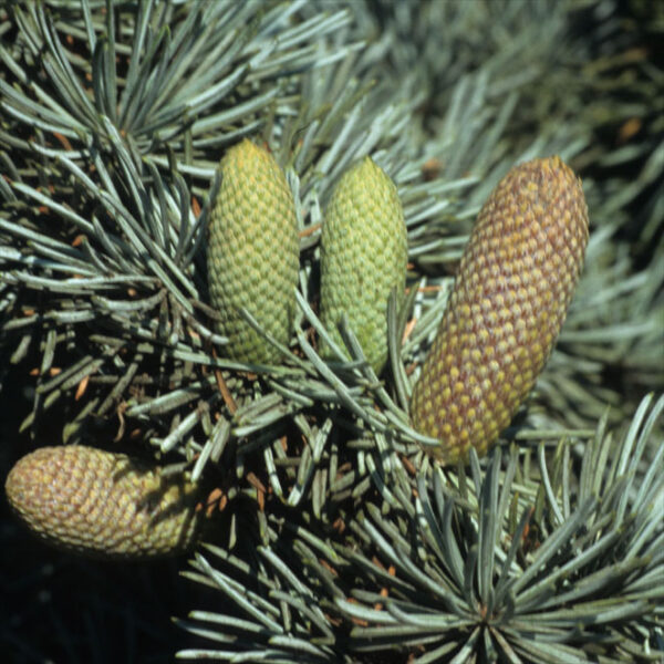 CEDRUS LIBANI 'GLAUCA' - Afbeelding 2