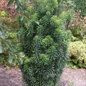 CEPHALOTAXUS HARRINGTONII 'FASTIGIATA'