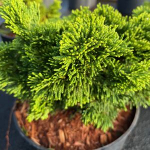 CHAMAECYPARIS OBTUSA 'KOSTERI'