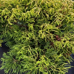 CHAMAECYPARIS OBTUSA 'TSATSUMI GOLD'