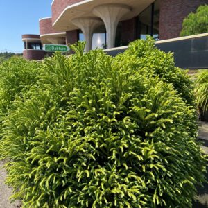 CRYPTOMERIA JAPONICA 'GLOBOSA NANA'