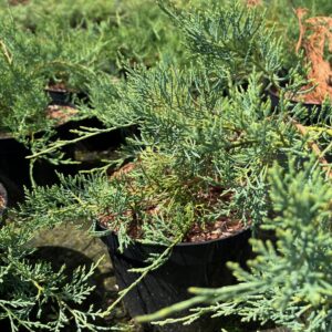 JUNIPERUS VIRGINIANA 'GREY OWL'