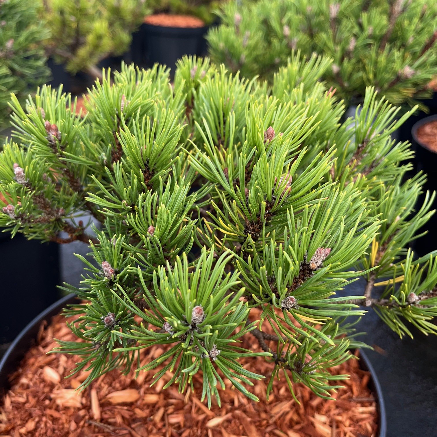PINUS MUGO MOPS Houtmeyers Plantencentrum En Boomkwekerij Laakdal PINUS MUGO MOPS Houtmeyers Plantencentrum En Boomkwekerij Laakdal