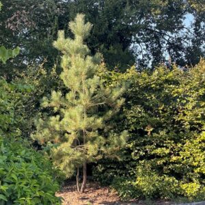 PINUS NIGRA SUBSP. NIGRA