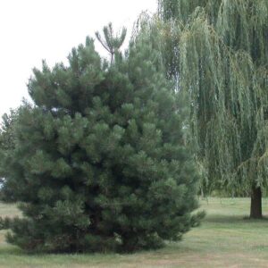 PINUS NIGRA SUBSP. NIGRA