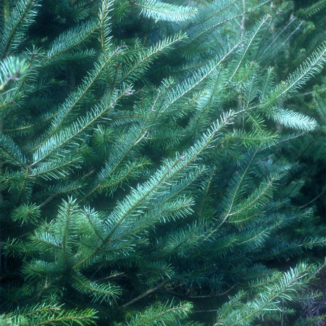 PSEUDOTSUGA MENZIESII