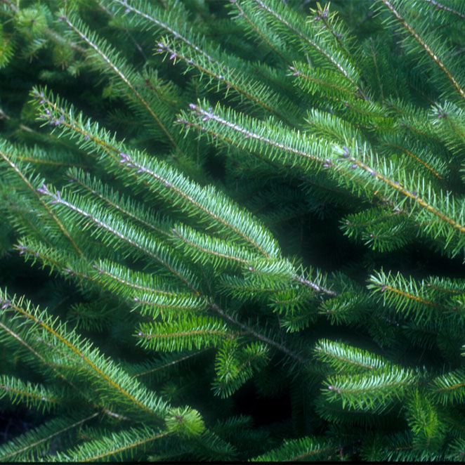 PSEUDOTSUGA MENZIESII - Afbeelding 2