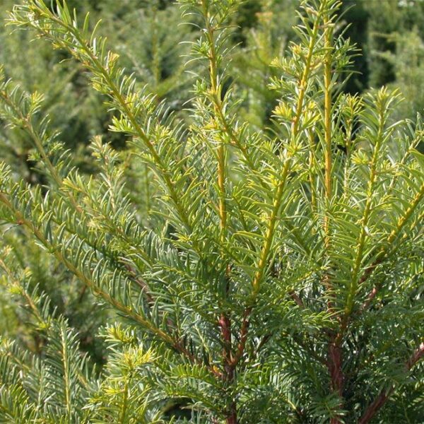 TAXUS BACCATA - Afbeelding 2