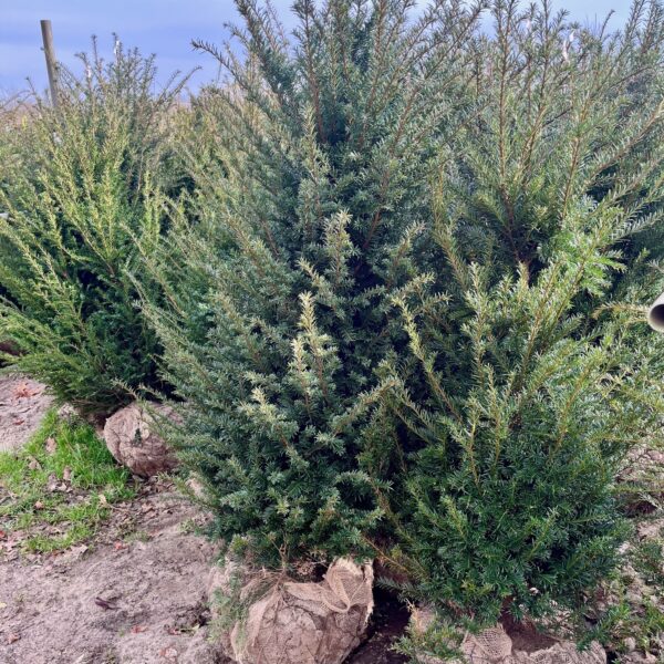 TAXUS BACCATA