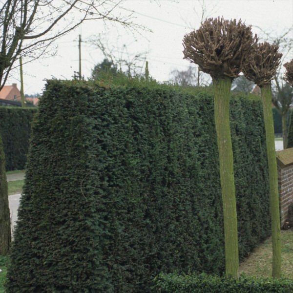 TAXUS BACCATA - Afbeelding 4