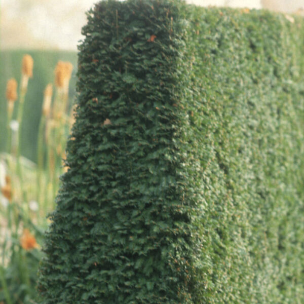 TAXUS BACCATA - Afbeelding 3