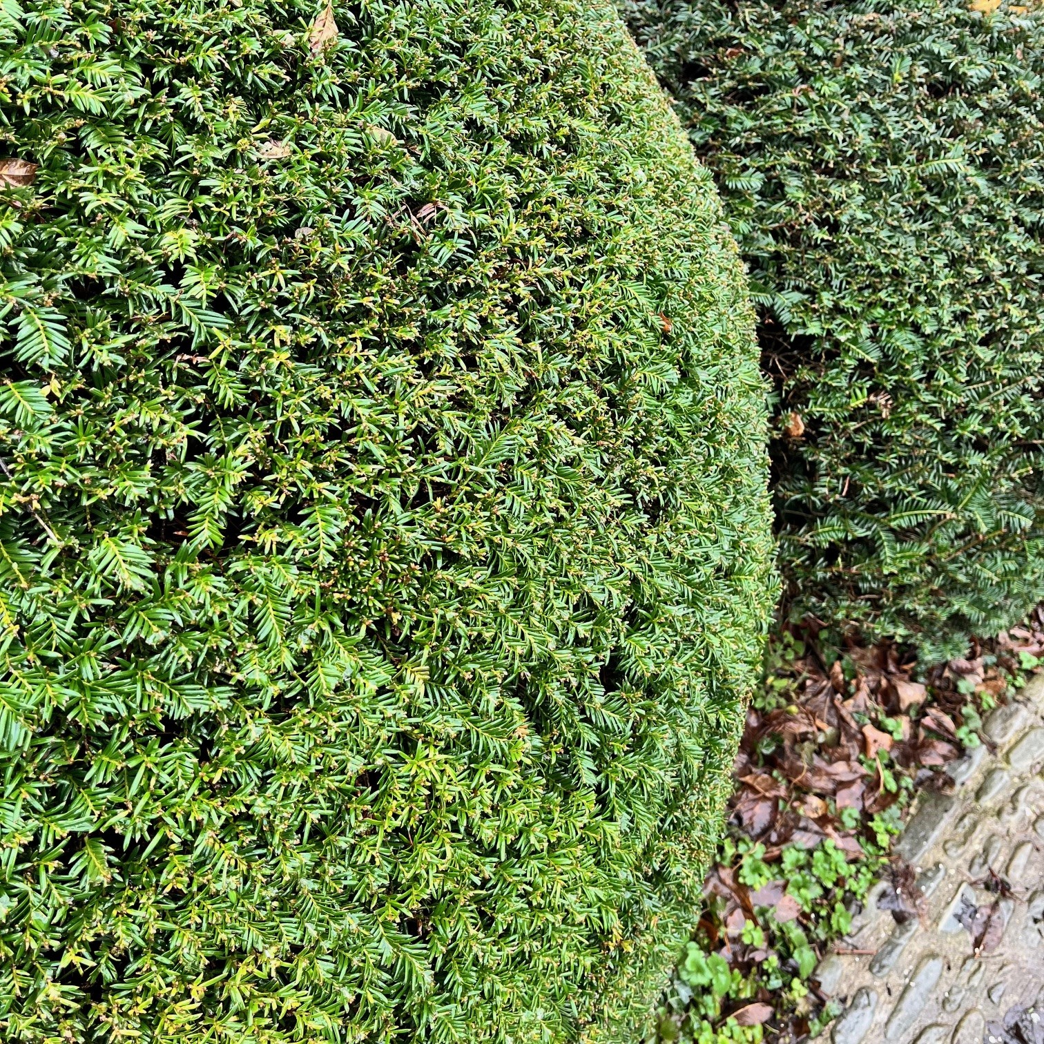 TAXUS BACCATA - Afbeelding 3