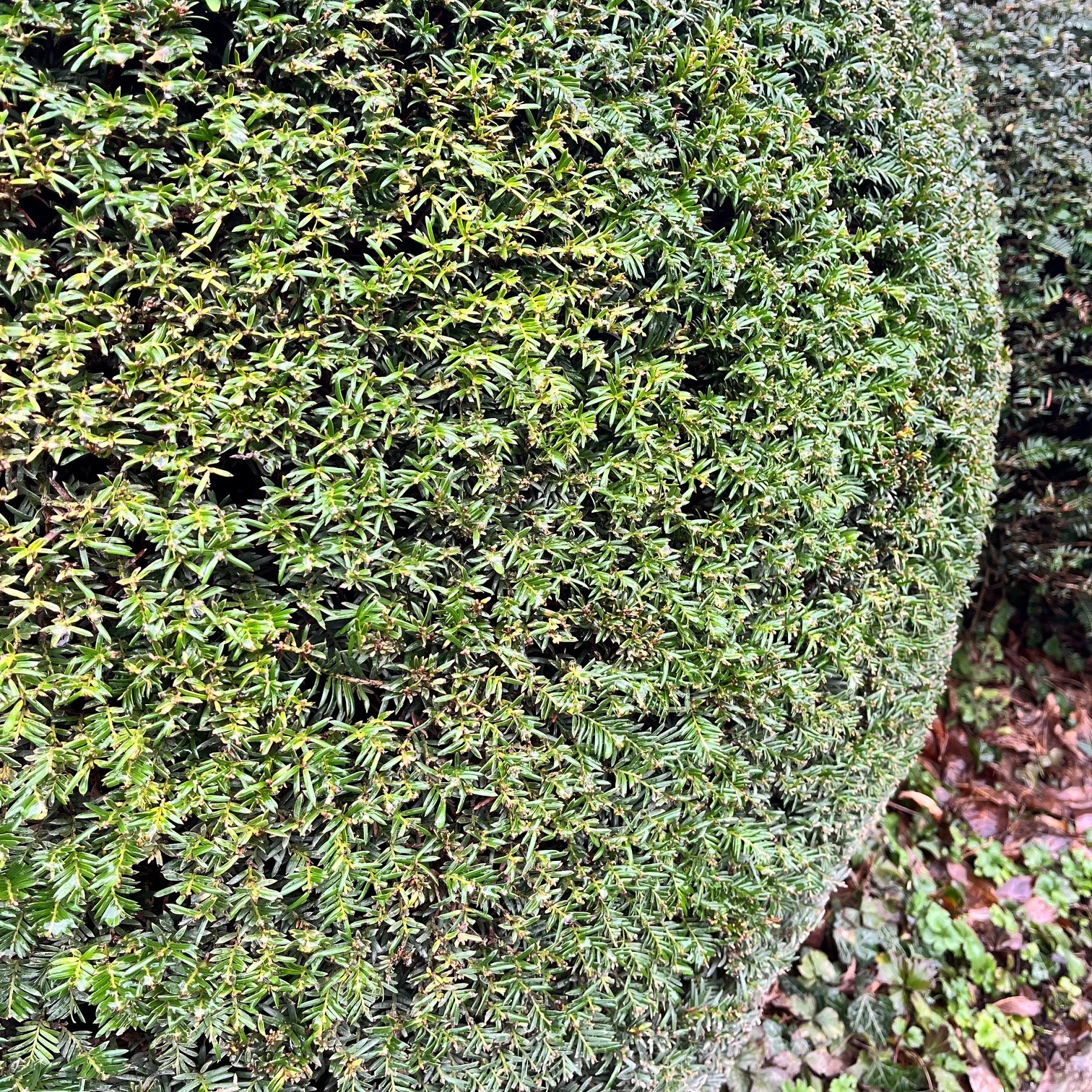TAXUS BACCATA - Afbeelding 2