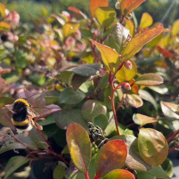 GAULTHERIA PROCUMBENS
