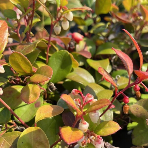 GAULTHERIA PROCUMBENS - Afbeelding 2