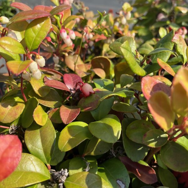 GAULTHERIA PROCUMBENS - Afbeelding 3