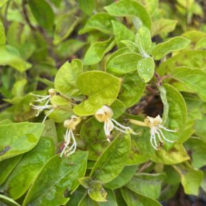 LONICERA JAPONICA 'HALL'S PROLIFIC'