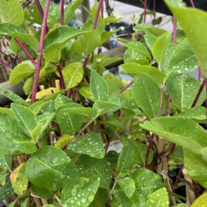 LONICERA PERICLYMENUM 'BELGICA'